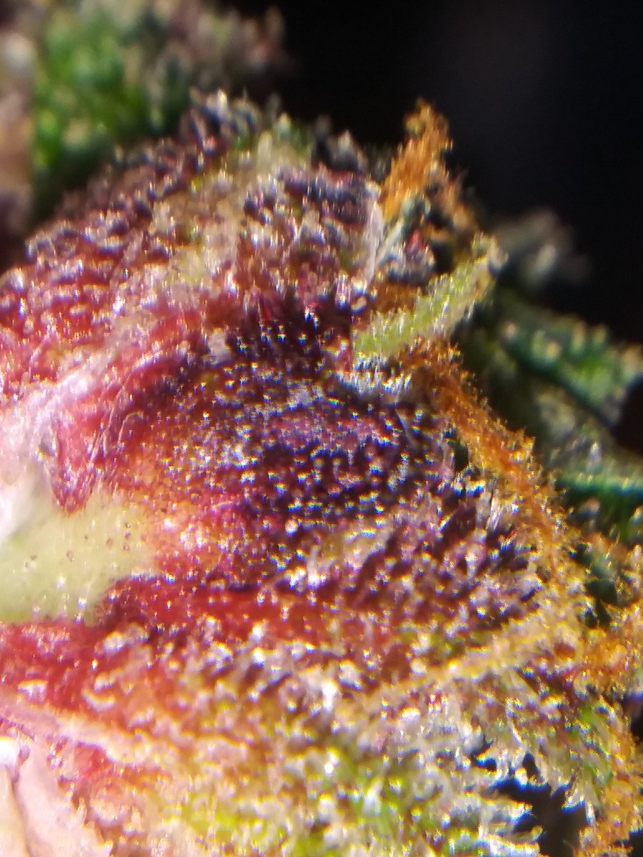 A few macro shots of the #darkandstormy that's being flushed. She is a looker even more stunning than her sister JoJo. 
#growyourown #womenwhogrow #cannabissaveslives #darkhorsegardens #wizardnpk