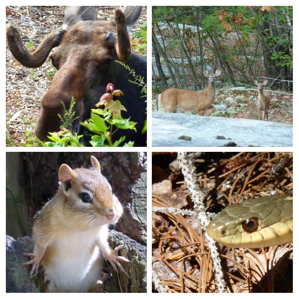 It's #NationalWildlifeWeek.  Here are a few of my very own wildlife encounters over the years in various @OntarioParks . We can all #DoMoreForWildlife  I've personally reduced my plastic footprint by using a refillable stainless steel water bottle every day.  What are you doing?