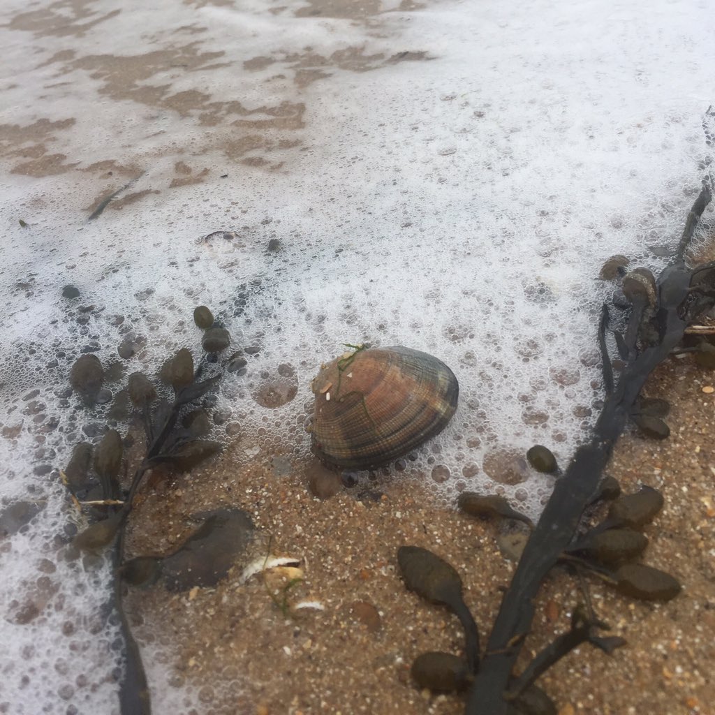 thestrings07's tweet image. 3 Reasons to try a Mindful Beach Walking Practice. 
1. Strengthens Concentration
2. Reduces Stress
3. Creates Mind/Body Connection

Sat 13th April 9am
Southend Shoreline. Opposite Thorpe Bay Tennis Club. The Broadway
wildaboutwellbeing.com
£5 pp
DM to book
#Mindfulness #walk