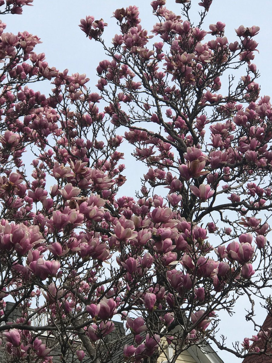 shrinkrapdinah's tweet photo. So lucky I can walk to work on days like today! #SpringInBaltimore https://t.co/82NK0wQ1M0