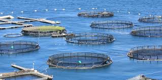 MaruOrtizTw's tweet photo. "Tenemos que hacer #acuicultura de la mejor manera posible. #Chile cometió muchos errores y eso debe servirnos de ejemplo. Es equivocado decir que toda #salmonicultura es mala", @AwstinAdrian, @PescaChubut, en #SubanElVolumen https://t.co/E4roP39PFZ
