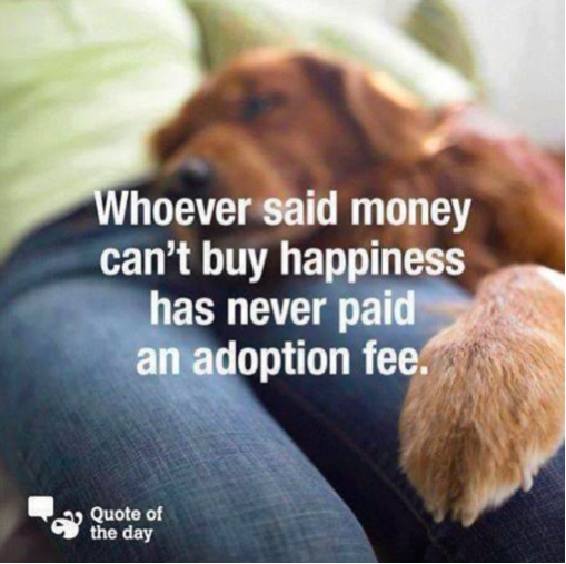 knowlesanimal's tweet photo. Whoever said money can’t buy happiness has never paid an adoption fee.
#AtKnowlesWeKnow that adopting a forever fur friend is one of the greatest acts of love. Contact us today: https://t.co/mnxe5jNjkr
#BestMiamiVets #AdoptDontShop https://t.co/NGrJCl1gCQ