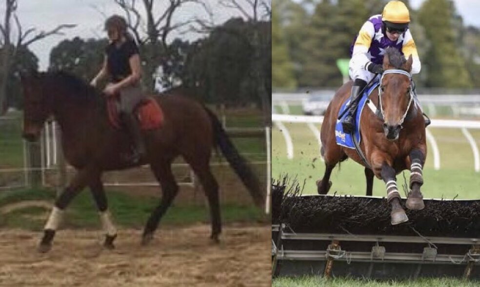 JemimaDraper's tweet photo. @RV_OffTheTrack Vatuvei ready for a hunt season with his former jockey @tomryan09. Followed by a show season &amp; hopefully a start in the Garryowen. After a successful career including winning the JJ Houlahan, VRC St Leger &amp; Moonee valley cup he is throughly enjoying his retirement &amp; retraining https://t.co/LRixONubyb