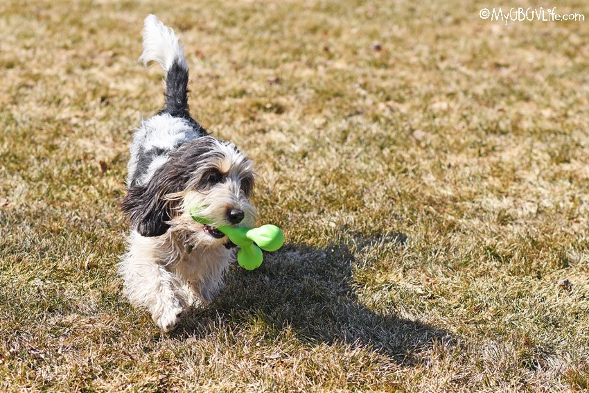 mygbgvlife's tweet photo. Has your dog had the pleasure of scampering around with the new #Skamp #dogtoy from @westpawUS We tested it out and give it our paws of approval! Find out what makes this toy so much fun ➡️ https://t.co/g6Bby2eLBe #sponsored https://t.co/8GDYO6WHLH