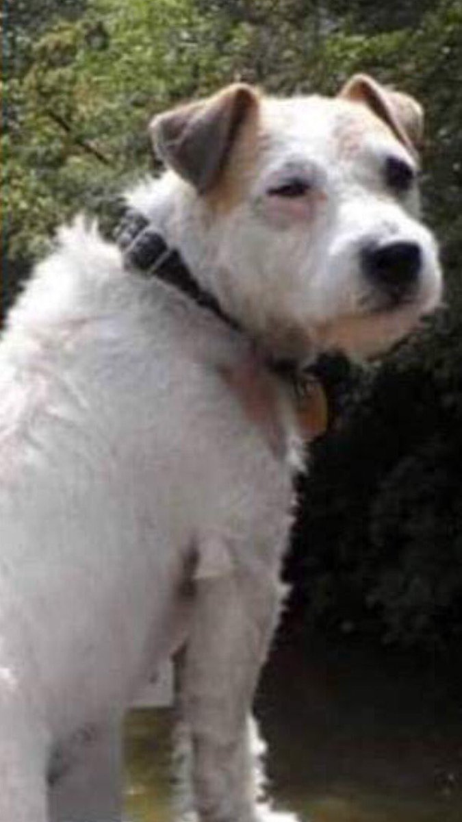Respectons's tweet photo. #SauverBilly #Billy [ Thread ] #sauvetage #chien #animaux  Nouvelles, post 2 : La communauté de commune et certaines entreprises continuent de chercher des solutions pour le sortir #SaintUsage #dept21 https://t.co/UBs1hQQJNV