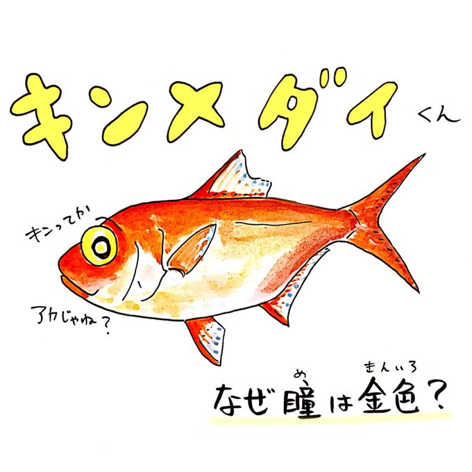 ギンメダイのtwitterイラスト検索結果 ギンメダイのtwitterイラスト検索結果