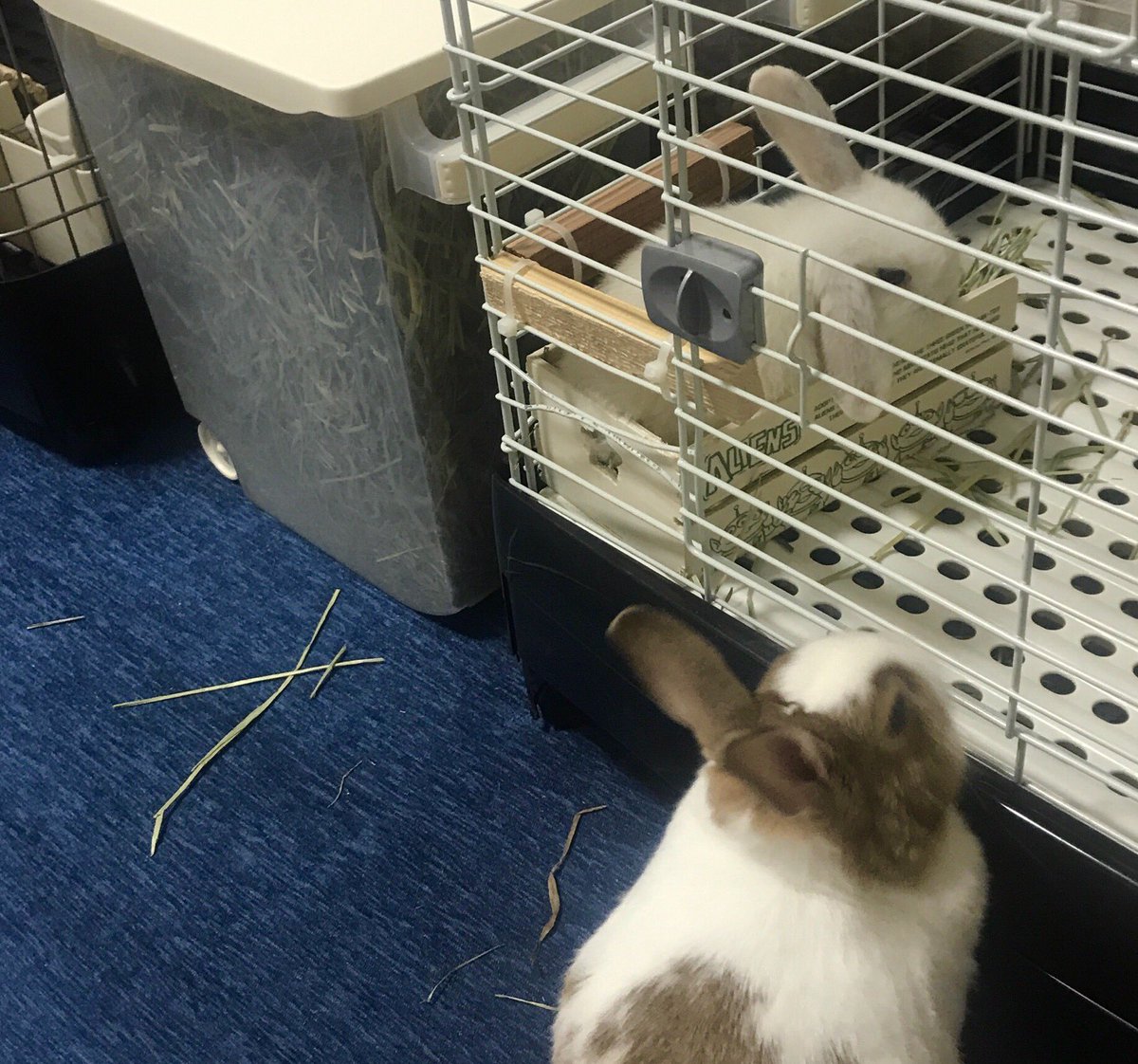 先週から新しい家族を迎えました✨
ホーランドロップの小松菜です🐰

これからはきゃべつと小松菜、よろしくお願いします🥰

#うさぎ
#うさぎ好きさんと繋がりたい 
#ネザーランドドワーフ
#ホーランドロップ