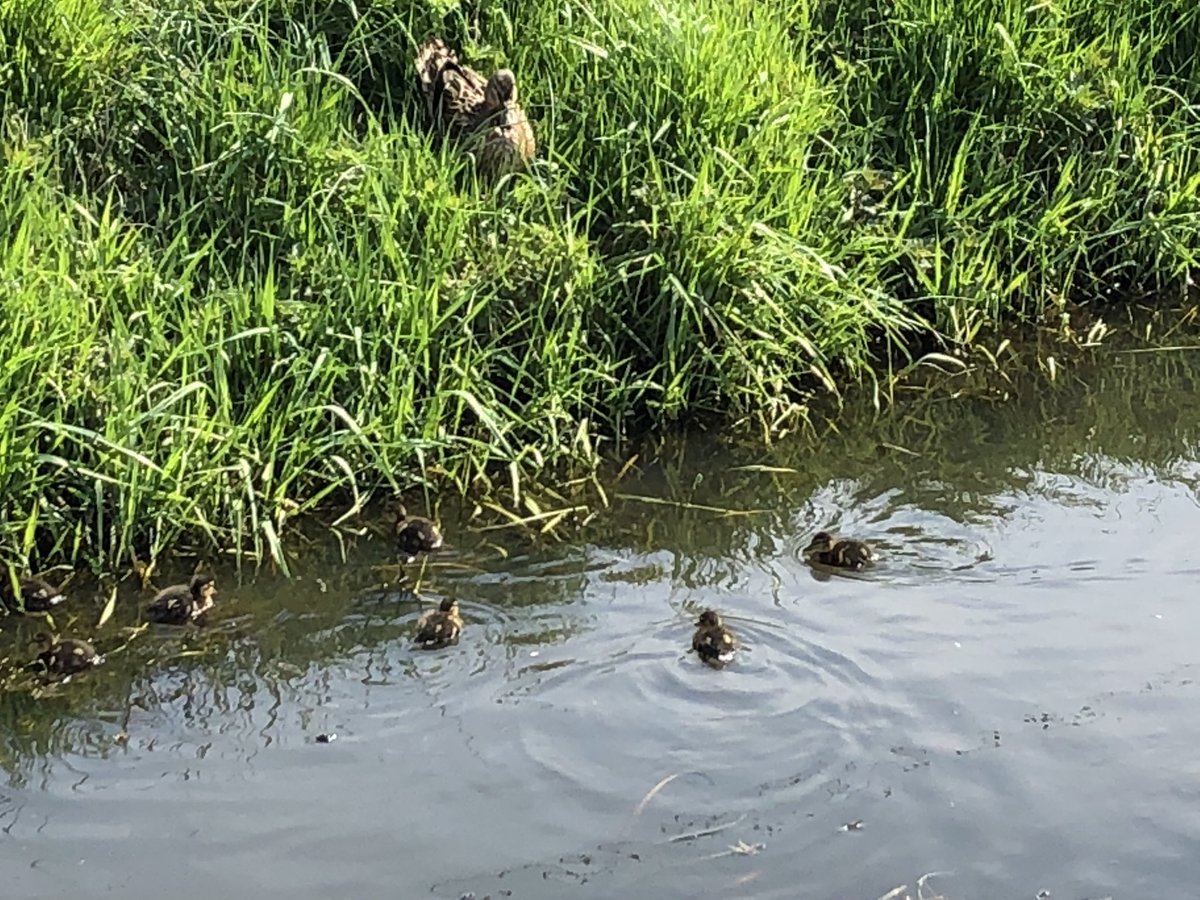 Mijn eerste jonge eendjes gezien en doorgegeven <a href="/natuurkalender/">De Natuurkalender</a> via natuurkalender.nl. Geef ook jouw eerste jonge eendjes door, of eerste bladontplooiing eik of beuk, eerste bloeiende appel of eerste bloeiende witte dovenetel en doe mee met ons onderzoek <a href="/WUR/">Wageningen U&R</a>.