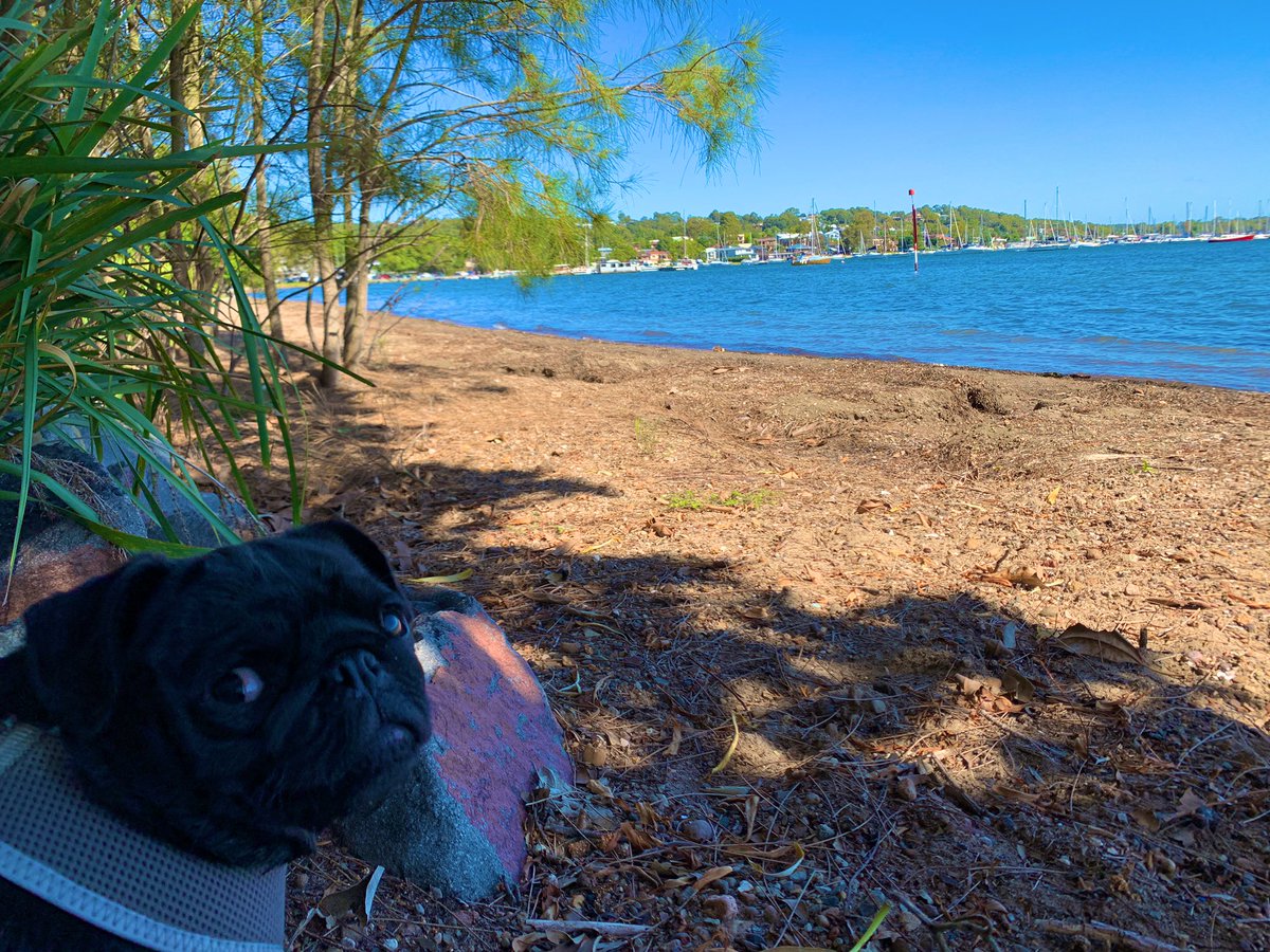 5 mins into walkies n chill and she gives you this look 👀 #waterbaby #lake #sunshine #pugpark #puglife #pugfun #puglove #pugsandhugs #PugsofTwitter #puppyoftheday #squishyface #somuchlove