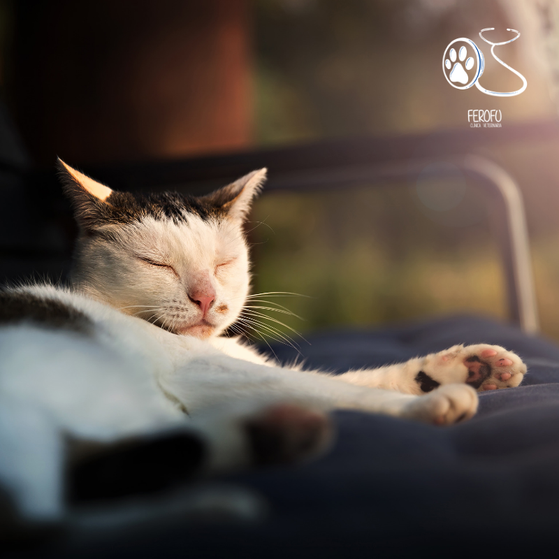cvferofu's tweet photo. ¿Sabías que...? 🤔
Los gatos duermen entre 16 y 18 horas por día, pero aún así siempre están en estado de alerta 😼
Sabiendo esto, ¿te gustaría ser gato? 😉
https://t.co/knUVfSuOYL
#gato #gatito #sabiasque #curiosidad #dato #dormir #perrito #mascota #monada #precioso #veterinaria https://t.co/GMT6wUSFo3