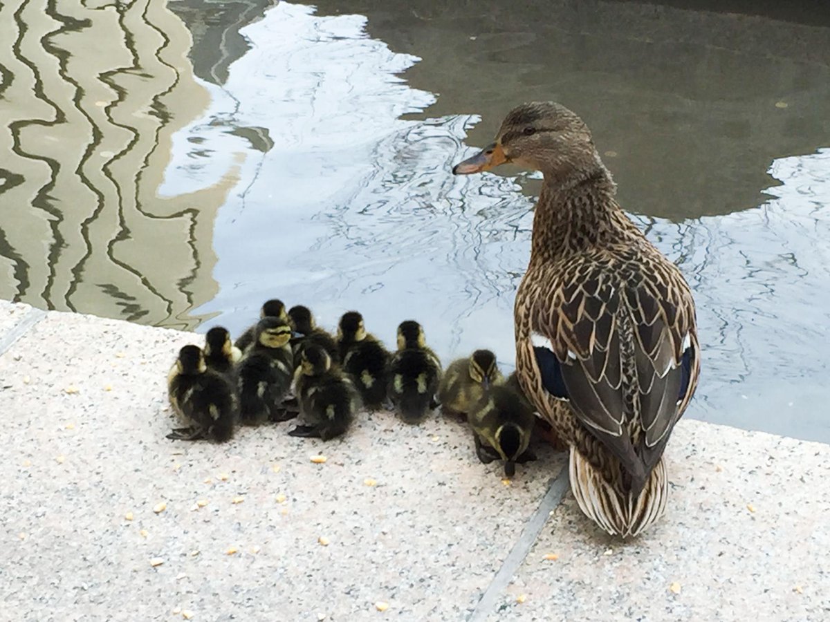 mama mallard and chicks at Nat Geo fountain