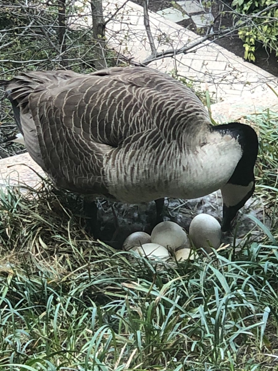 Canada goose with eggs