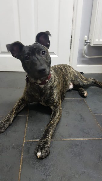 Frazer_FFH's tweet photo. Please everyone - wish my foster mum well; she has had to go into hospital, so I am looking for a new foster home or better a furever home
I don't want to have to go back to kennels, even though everyone there is really nice to me

https://t.co/HkoqOZbnRG https://t.co/cOXZqomf4N
