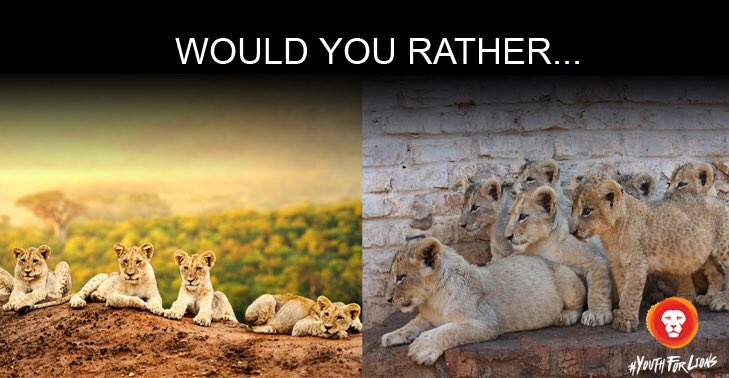YouthForLions's tweet photo. For #AprilAlert we have decided to play a game of “Would You Rather?” 

With the long Easter weekend approaching we are expecting another surge in cub petting and lion walking. 

So we ask, which of the below would you rather experience? Cubs in the wild or in a small enclosure? https://t.co/ElNOmHKiwv