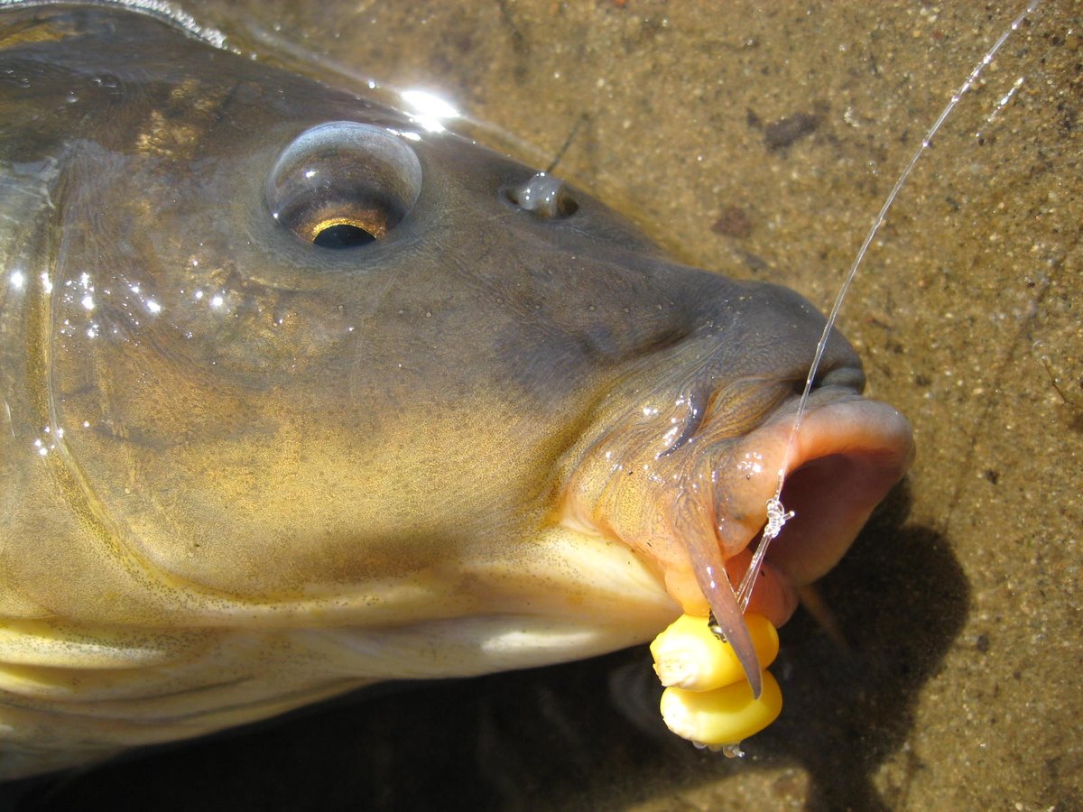 FishUniversity2's tweet photo. Carp Fishing requires stealth. They are very skittish fish that spook easily. They often feed on bottom. Due to them being herbivores some of the best proven baits for them are corn and bread on bottom. Go after Carp and find out why they are the best kept secret! https://t.co/UaUS3MtPZz