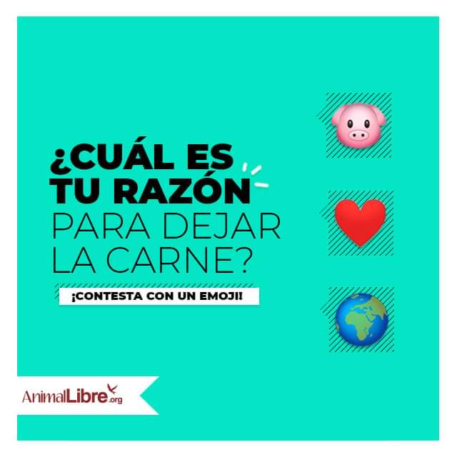 AnimalLibreEC's tweet photo. Cuéntanos 🐷❤️🌎

#veganismo #activismo #activistas #DerechoAnimal #educacion #etica #compasión #cambiaelmenu #vegan #educacion #informacion #especismo #antiespecismo #animales #cambioclimático #amor #empatia

Infórmate https://t.co/3FgGPuQSMz https://t.co/okAVxg73Rl