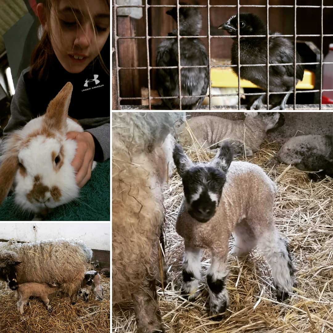 StandByYouUK's tweet photo. Animal handling

#standbyouk #activitycamp #halftermfun https://t.co/ssIFCc90wG