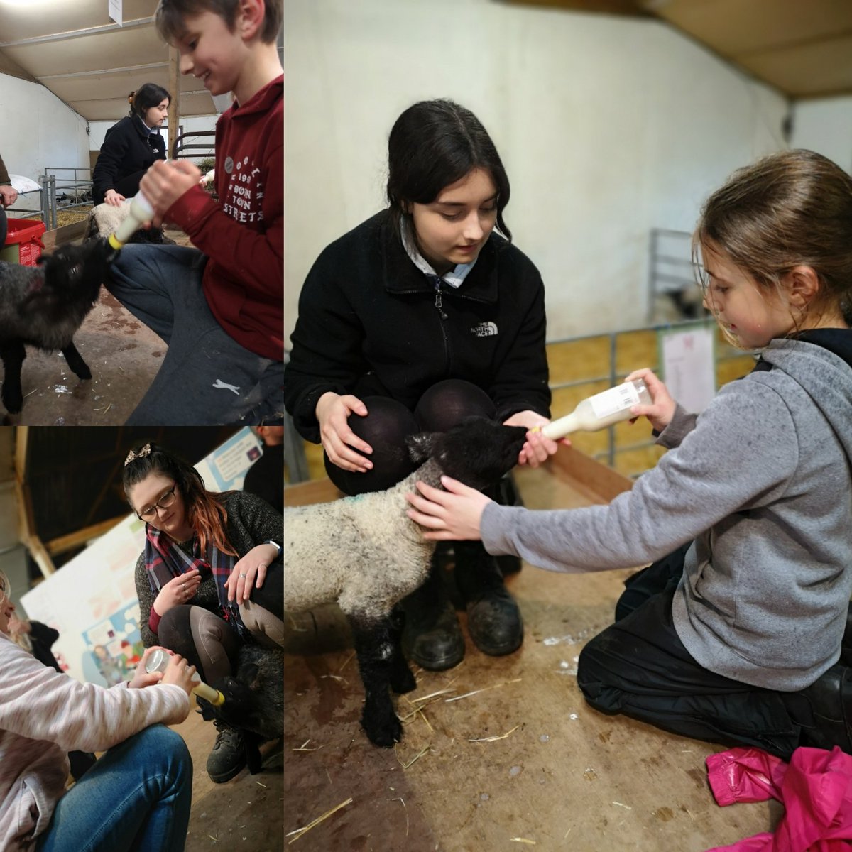 StandByYouUK's tweet photo. Animal handling

#standbyouk #activitycamp #halftermfun https://t.co/ssIFCc90wG