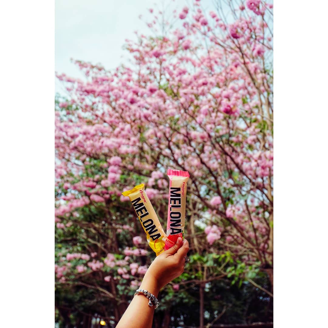 jas_darararara's tweet photo. It's cherry blossom season in Korea and seeing it in person is still on my bucketlist.. But for now, I am happy to see the closest thing to cherry blossoms here in Pinas, the Balayong tree aka Palawan Cherry tree.. #BringMeToKorea #ContestPh #GiveAwayPh #TripToKorea https://t.co/rRldCMwooE