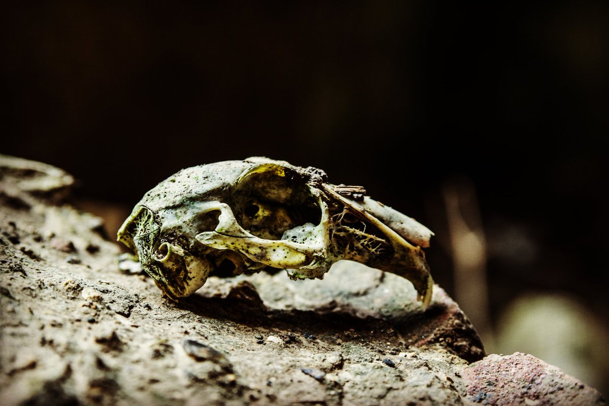 ThePacTim's tweet image. Rabbit skull.
.
.
.
#crane #rabbit #lapin #skull #photo #surprise #abandoned #abandonedplaces #urbex #picoftheday #picture #nikon #d3300 #instagram #family #friends #shooting

instagram.com/p/BwCO8J6h3gP/…