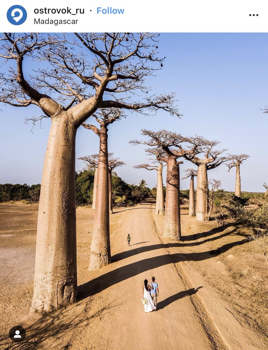 Psolemn's tweet photo. ดูที่เที่ยวใน Africa ละเพลินมากก

1. Mardacascar ต้องไปถ่ายรูปที่ Morondava ตรงนี้ให้ได้
2. South Africa ต้องไปนั่ง heli ที่ cape town สวยมากกก ต่อด้วย
3. ขึ้นบอลลูนดูสัตว์ที่ Serengeti, Tanzania และไปจบที่
4. พาคุณพ่อไป Karnak temple ที่ Luxor, Egypt

#โมเมนต์อยากเพลินนึกถึงอะไร https://t.co/zN5RrmP9Fo