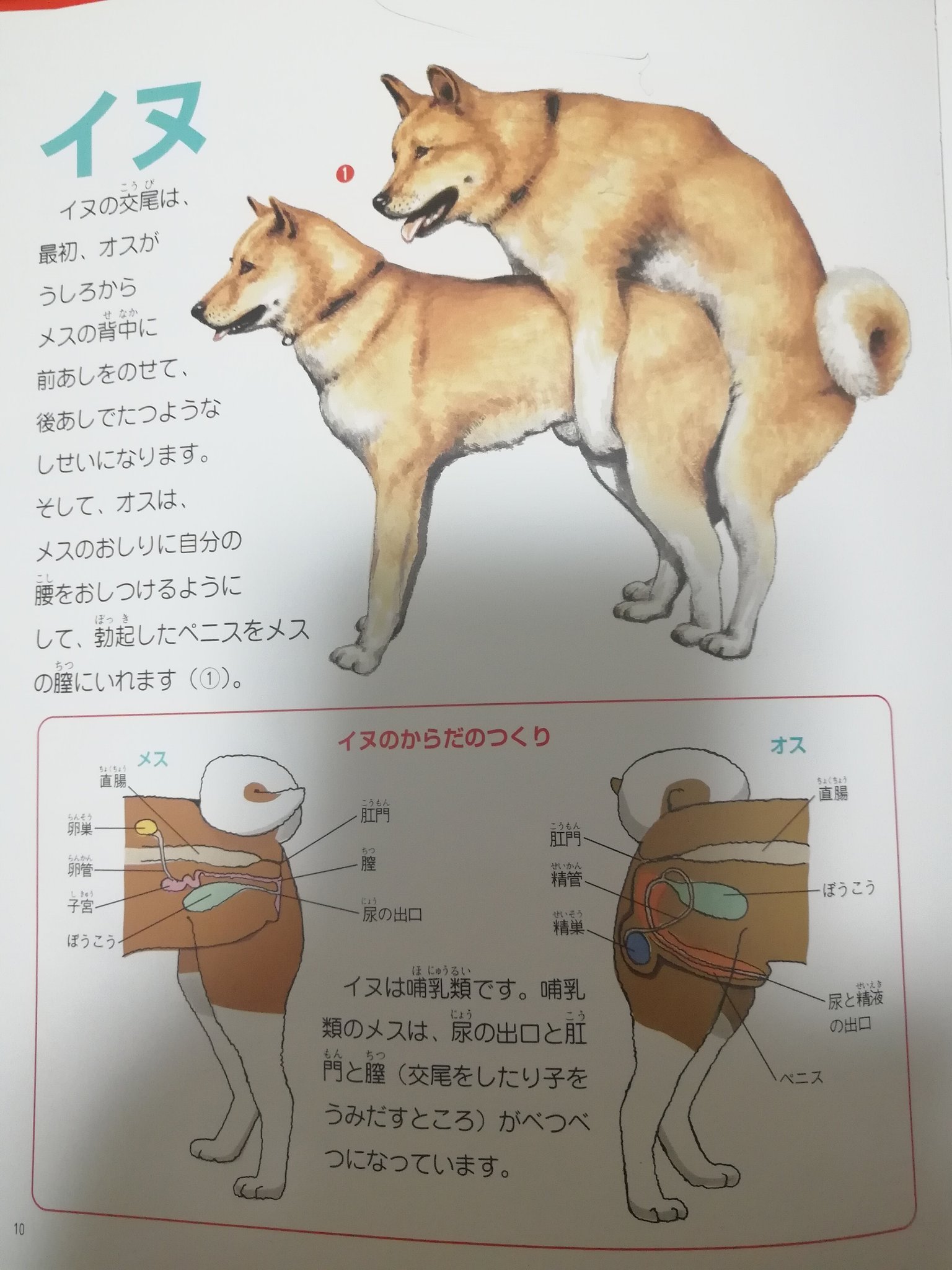 岸本元 動物の交尾ばかり載っている最高の本を拾ってきた アメリカザリガニのセクロスは正常位 よく覚えておくように