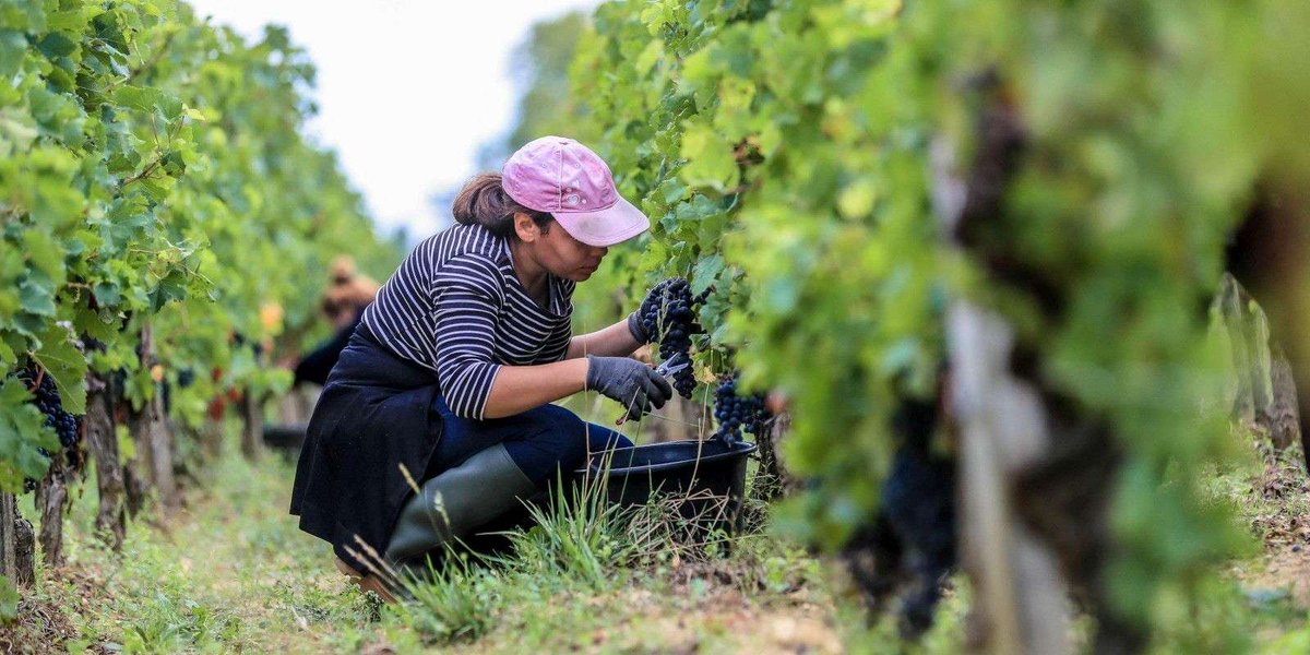 À l’occasion des Trophées Bordeaux Vignoble engagé <a href="/sudouest/">Sud Ouest</a> - <a href="/TerredeVins/">Terre de Vins</a>, gros plan sur ces viticulteurs, négociants qui changent leurs pratiques, explorent et innovent. Ils font bouger les lignes.  sudouest.fr/dossiers/borde…