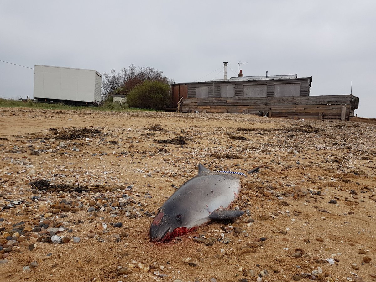 Just picked this porpoise up from Shellness,  Sheppey. necropsy to be held next week <a href="/zsl/">Zach Slootsky</a> #CSIofthesea
