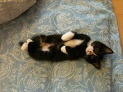 愛おしさは増す一方 子猫から大きい成猫になってもかわいいことがわかる成長写真にほっこり ねとらぼ