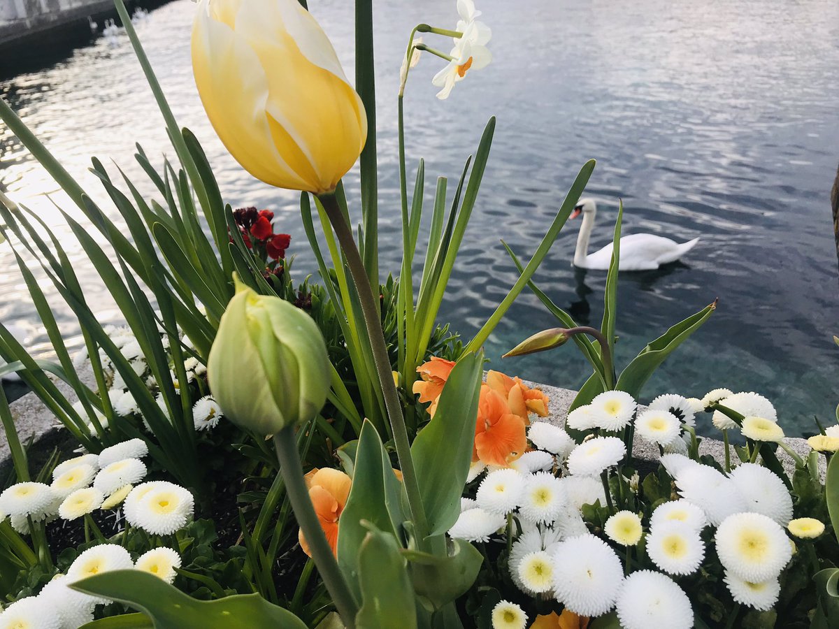 sg4devpt's tweet photo. Spring love in Geneva! #SwissSpring https://t.co/8snD1SGvJd