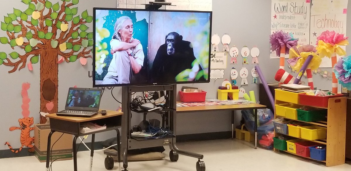 Ms Darling and Ms Cochran pair to bring Jane Godall to their classrooms. #skypeinclassroom #PerspectiveOfHope #onslowdlt