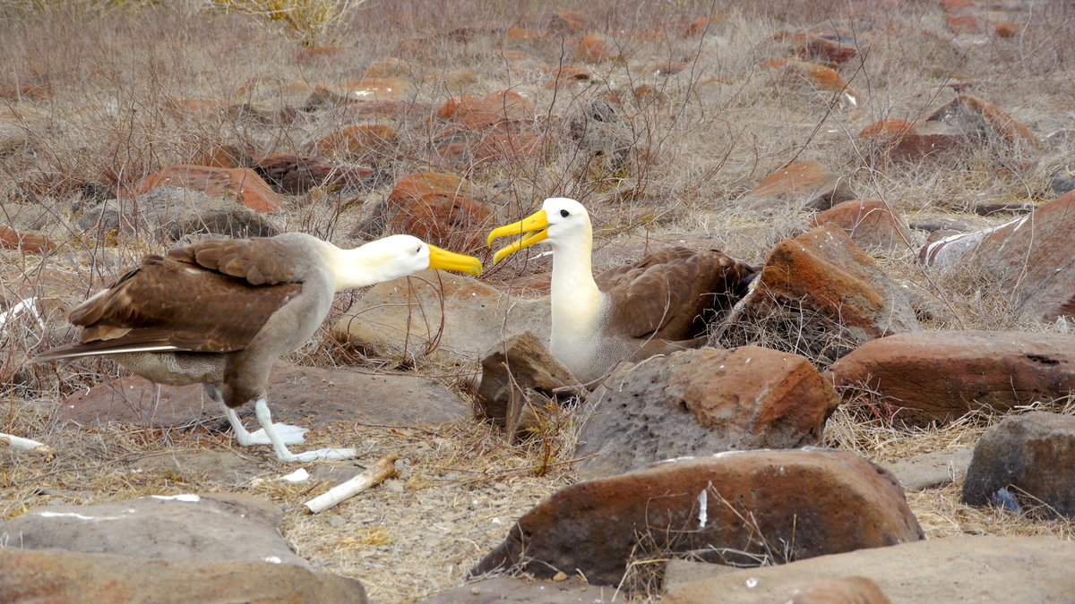 Did you know that the Albatross can live up to 60 and even 70 years! 
galapagos-pro.com/en/galapagos-a…
#albatross #galapagos #galapagosislands #Ecuador #espanolaisland #albatrosses #birds #wildlife #birding #luxurytour #cruisetour #cruise