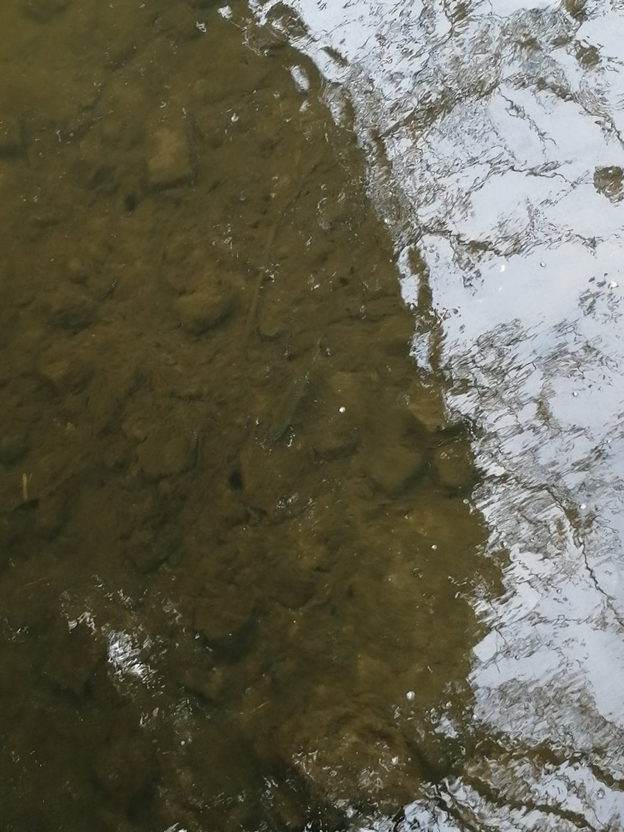 NrtSam's tweet photo. Brown trout sitting in the flow from Watton sewage works outfall! Good to see they still come this far upstream despite the water quality and morphology of the poor old Watton Brook @AnglianWater  @cameoCP https://t.co/1XDpvZDjxl