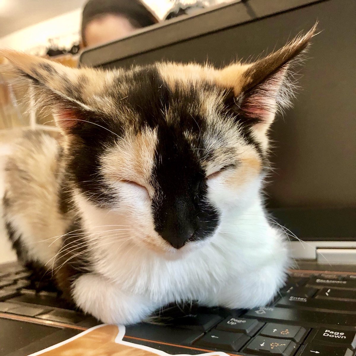 Kitties tend to sleep on the job so we’re hiring a human! More info on the position: meowparlour.com/jobs