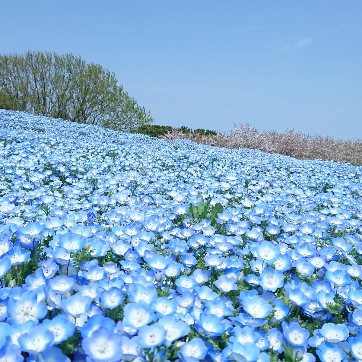 国営海の中道海浜公園 国営海の中道海浜公園