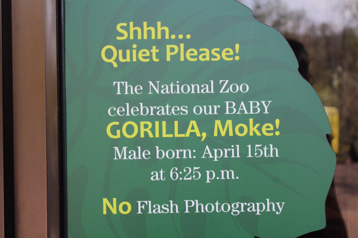 tmpulver's tweet photo. In Washington DC for a few days. Got to visit the zoo yesterday and see the western lowland gorillas that my class adopted from their Adopt a Species program. Can’t wait to share photos of Moke with my class! #adoptaspecies @NationalZoo https://t.co/TAbxkVXy7K