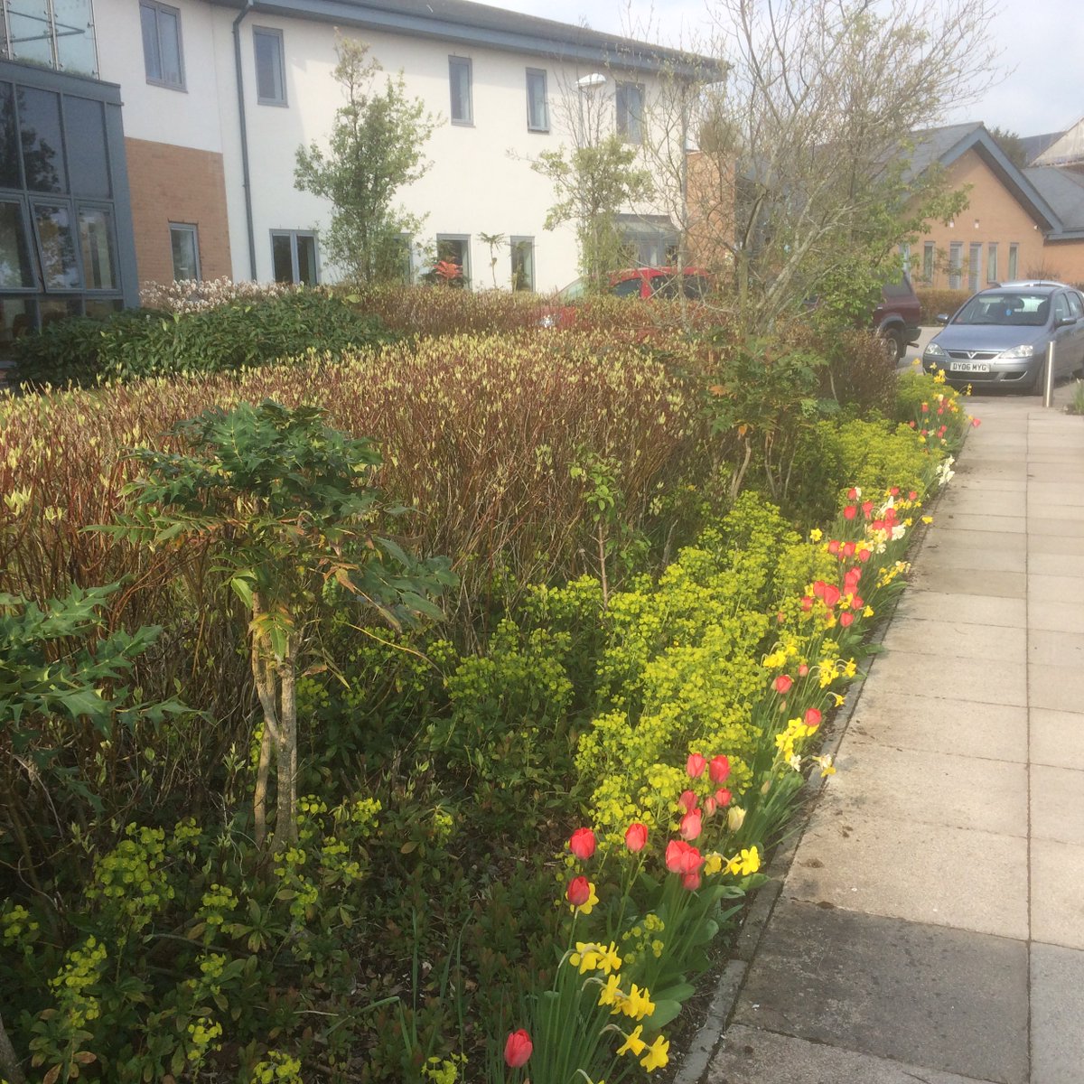 HpsClwyd's tweet photo. @HardyPlantSoc We're off and running at Holywell Community Hospital. The tulips, amelanchiers, euphorbia and bergenia are at their best. Delighted with the roof garden converted from an overgrown wilderness. Visitors:"When you've finished here, will you come and do my garden". https://t.co/m8gAqw7IRY