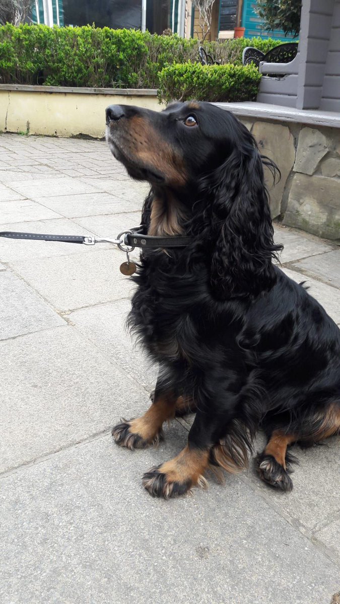 This is Mishka, avoiding eye contact and her appointment to a groom 😳 😍