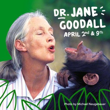 LJSarago's tweet image. 4th grade @DavisNewRo SS are participating in a #skypeintheclassroom  with @JaneGoodallInst #janegoodall #NewRoTech