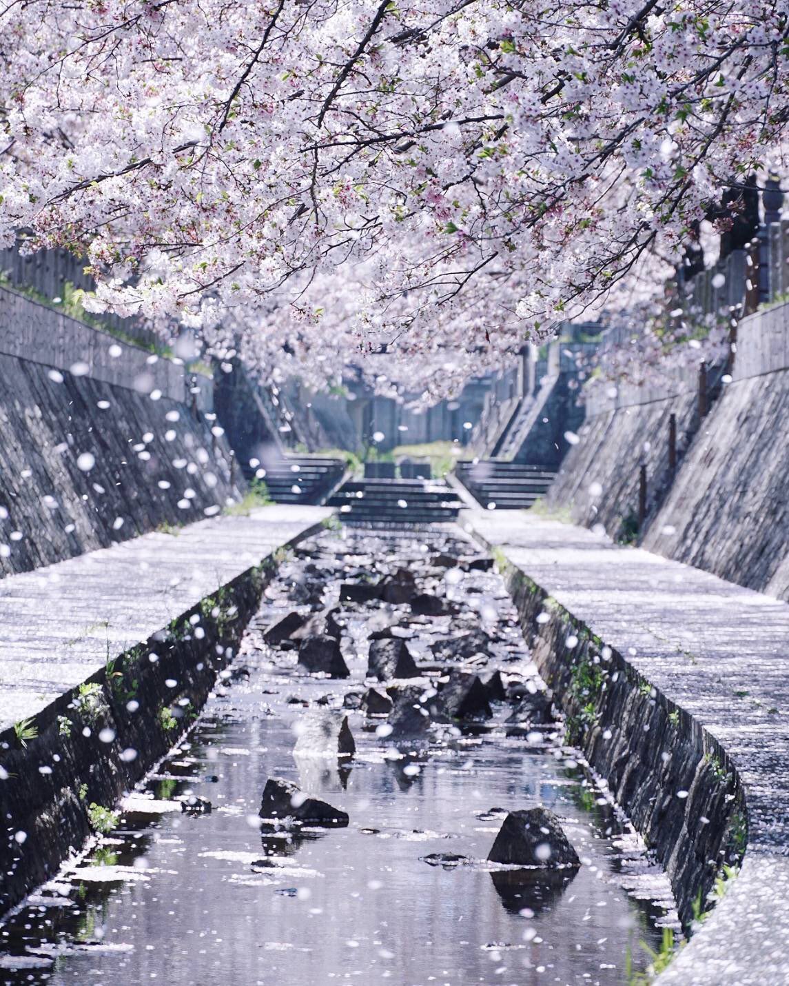 鈴木亮平 友達が写真に捉えた桜吹雪の一瞬 嗚呼 ソメイヨシノは自分では繁殖できない種類だから 世界中のソメイヨシノはどの木も誰かが大切に植えたものなんですってね それもまたいとをかし T Co Fchqgqnlwd Twitter