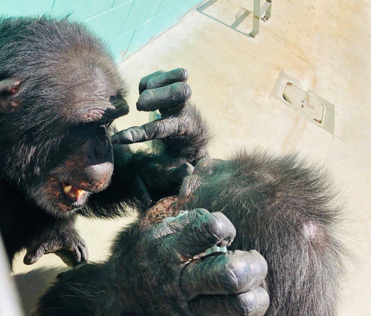 SaveTheChimps's tweet photo. Here are #WadeTheChimp & #DocTheChimp grooming. Grooming is the single most important social activity in a #chimpanzee family. Through these actions #chimps nourish friendships, comfort each other, & patch up disagreements.
#ChimpfTheWeek #FeaturedChimp #ChimpGrooming #greatape https://t.co/gOr0G9ibCG