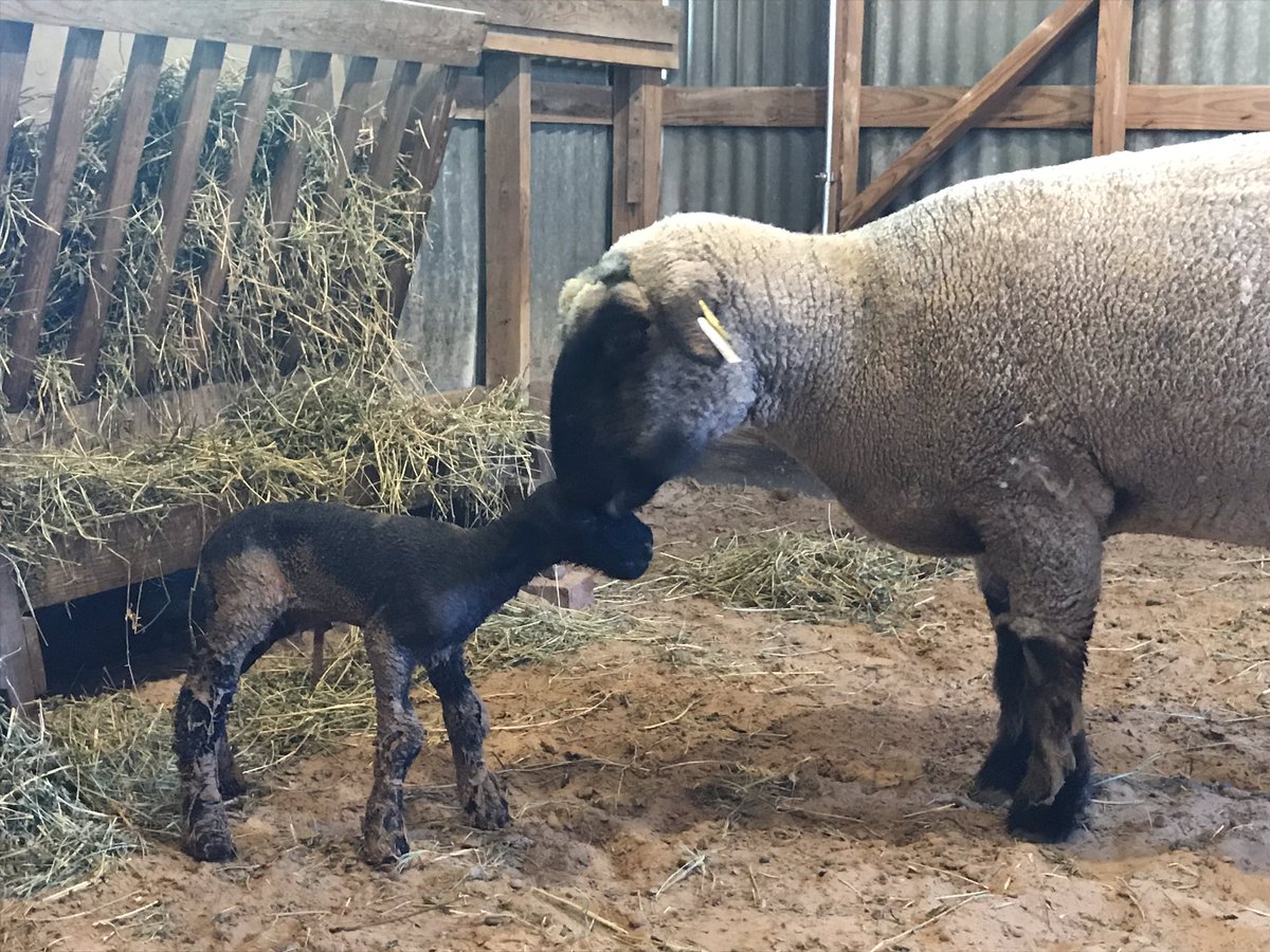 HFMuseum's tweet photo. It’s another BOY! #lambingseason @PlanoFFA @cityofplanotx https://t.co/ruyfP7Z3c4