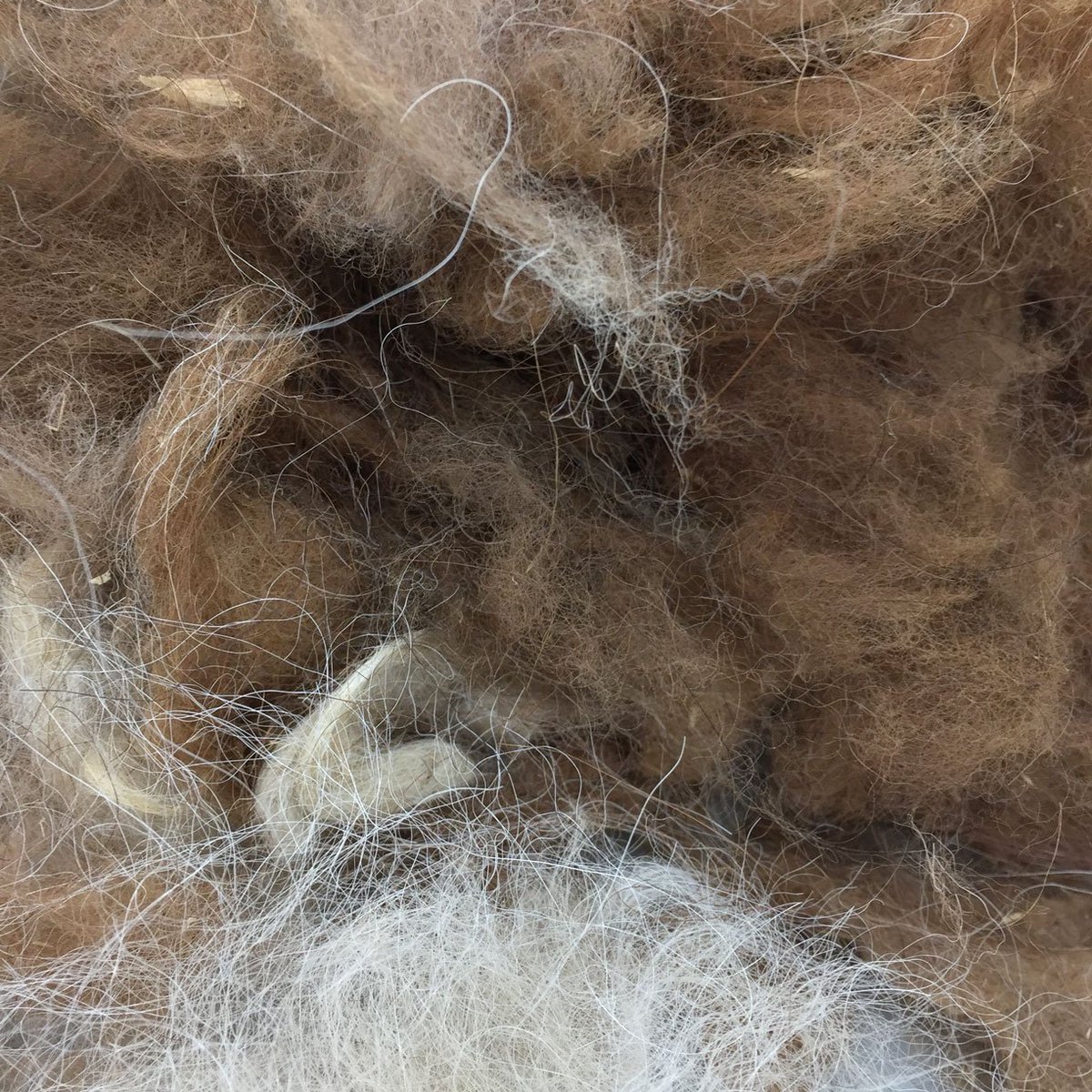 laurasplan's tweet image. making rolags with fiber from immunized laboratory llamas. loving all the &quot;vegetable matter&quot; left behind in the carding process. keeping it pharmy... 😬
.
.
.
.
#llamafiber #llamawool #handcarding #cardingwool #cardingfiber #fiberart #fiberarts #fiberart #rolags #rolag #wool