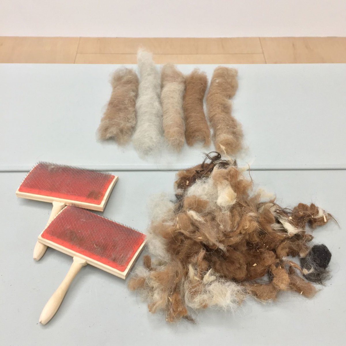 laurasplan's tweet image. making rolags with fiber from immunized laboratory llamas. loving all the &quot;vegetable matter&quot; left behind in the carding process. keeping it pharmy... 😬
.
.
.
.
#llamafiber #llamawool #handcarding #cardingwool #cardingfiber #fiberart #fiberarts #fiberart #rolags #rolag #wool