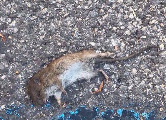 NaxoCarratala's tweet image. Que esto ya sea común al andar por la capital del Túria es lamentable, que Valencia cada día esta más sucia es un hecho. ☹️ #ValenciaSucia