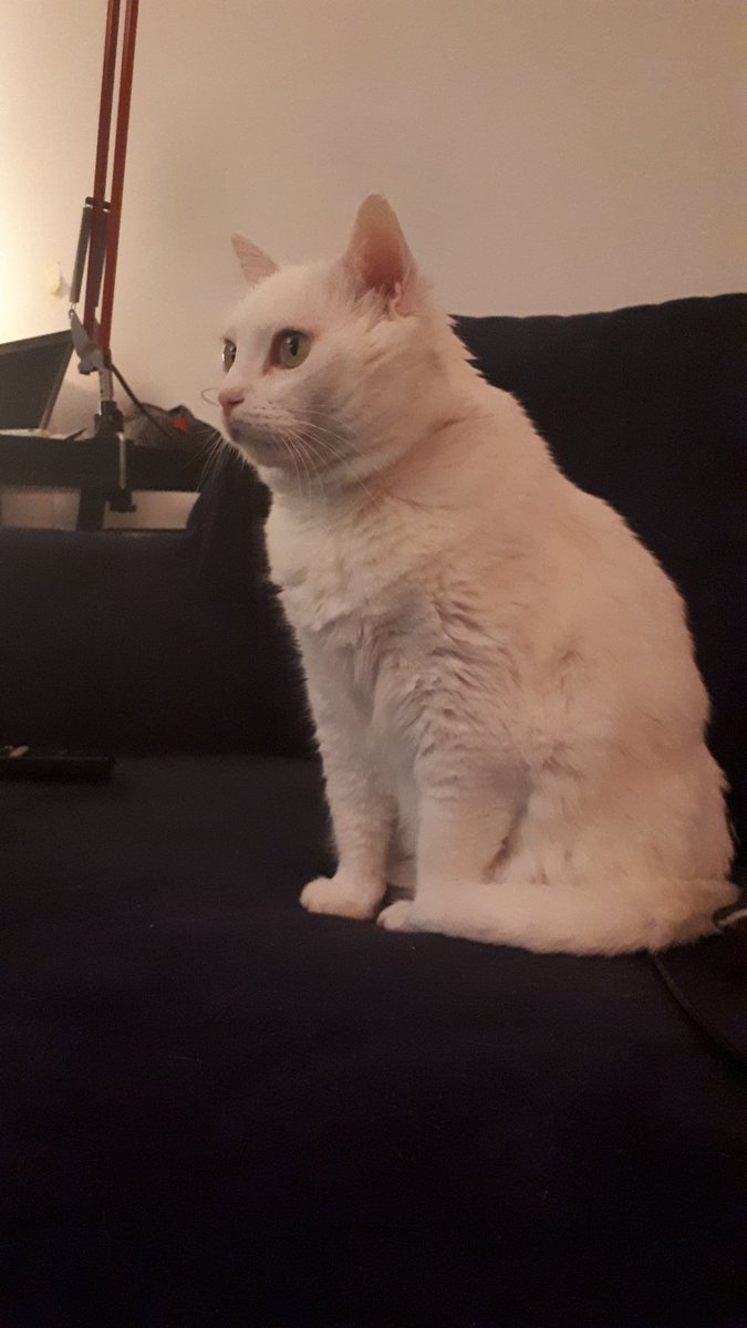 TweetKat1's tweet image. Les amies chat je crois vous réalisez pas à quel point la télé est incroyable. Il y a des oiseaux dans le salon.