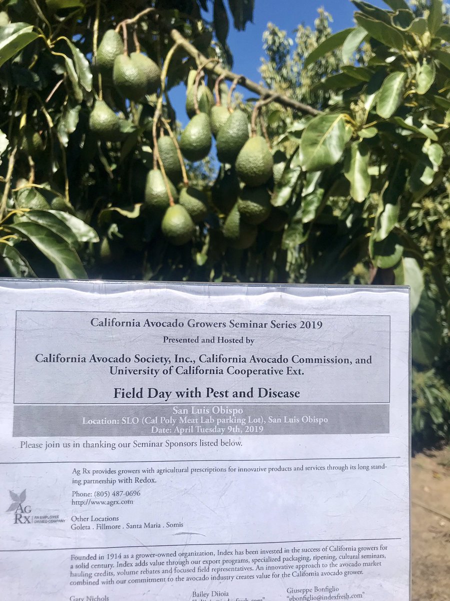 bugAnnaDHowell's tweet photo. #Acocado field day happening next to the Cal Poly SLO meat lab at 1pm. Myself, @ucanr farm advisor Ben Faber, #PCA Tom Roberts, & Gabe Filipe will be talking #biocontrol, pruning, disease, & scouting. @CA_Avocados @MissionAvocados https://t.co/9ibLGzPpT4