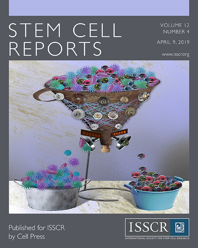 CONICETDialoga's tweet image. El trabajo llevada a cabo por Santiago Miriuka y Ariel Waisman fue publicado en la tapa de la revista Stem Cell Reports

Se logró la aplicación de inteligencia artificial a la detección de la diferenciación de células madre en períodos ultra precoces. bit.ly/2WgjeTH