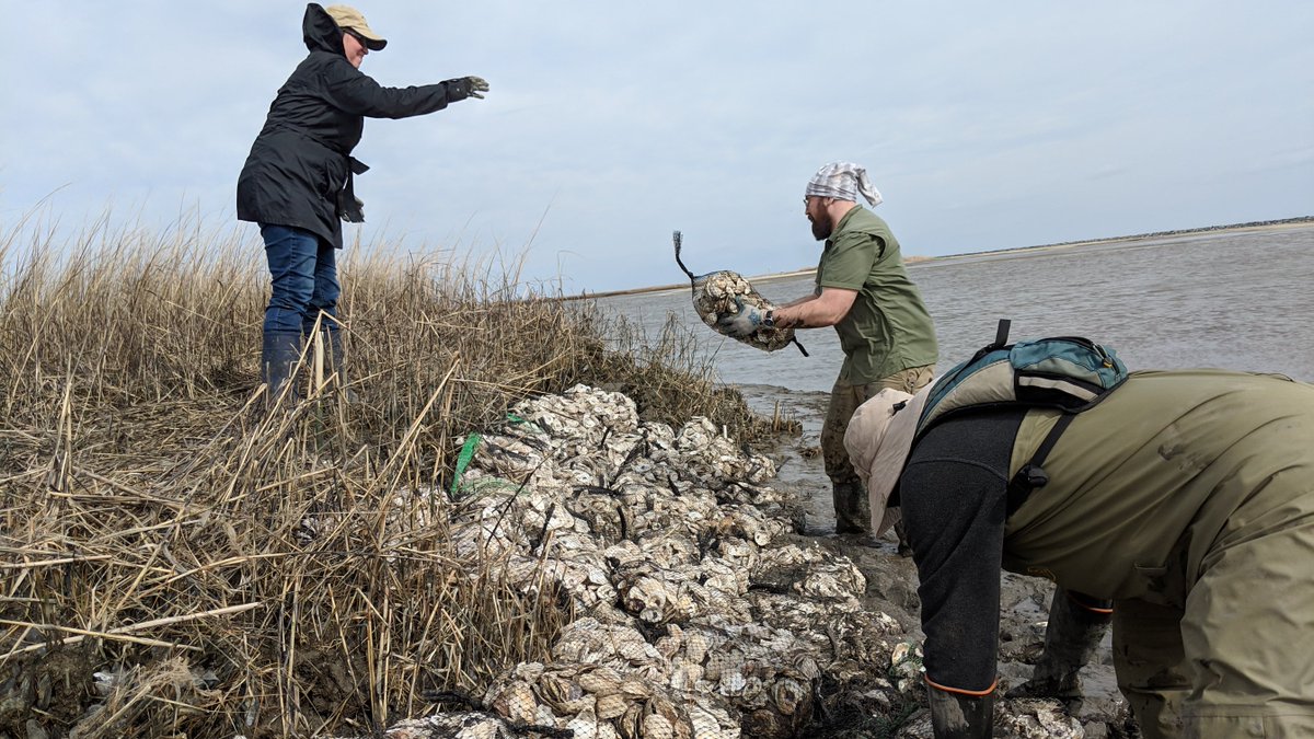 RT <a href="/DelawareEstuary/">Delaware Estuary</a>: Heads up! PDE staff and volunteers added 700 to 800 bags of oyster shells to the Mispillion living shoreline. Shells protect the marsh and provide habitat. #EstuaryPeople #EstuaryCollaboration #Delaware
