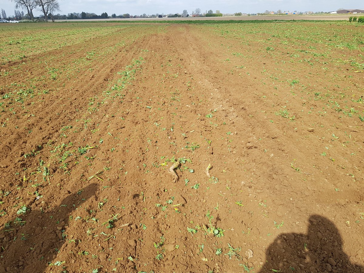 HEVA_uk's tweet photo. Demoing in Lincolnshire today with @chandlersfe using the 450 Disc-Roller & Top-Cutter on #Vegetable destruction at 13kph #asgoodasitlooks @FarmersGuide @FarmersWeekly @wnif @clubhectare2211 #Discroller #Heva https://t.co/UItECdHOGj